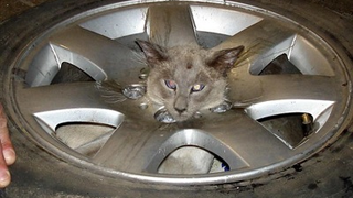 Trapped Cat Begs For LOL Treatment • Orobator To Serve Sentence In UK